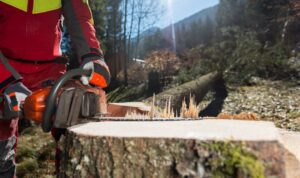 Felling A Forest Tree