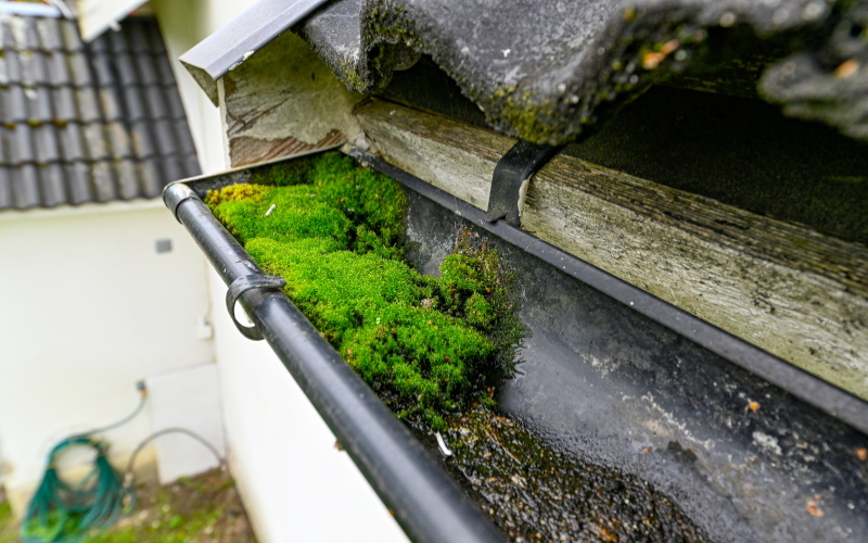 green moss growing in a gutter