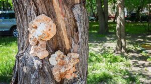 signs of tree infection