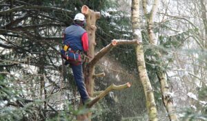 Saving a tree from disease removal by pruning and trimming