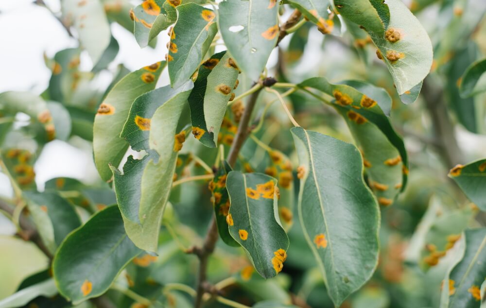 Signs of tree disease on leaves