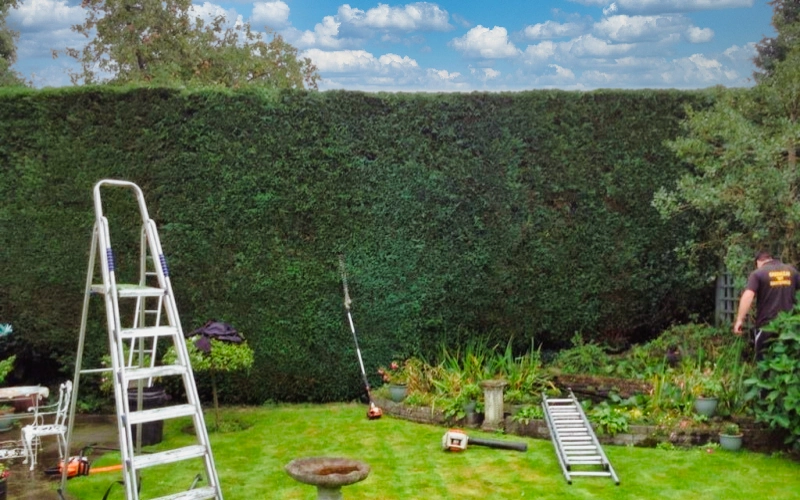 Hedge trimmed by Greenleaf in summer