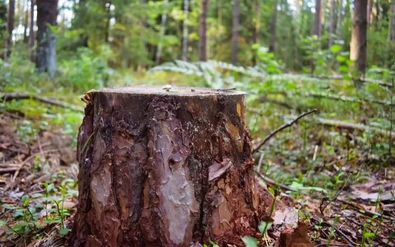 Tree stump left after felling